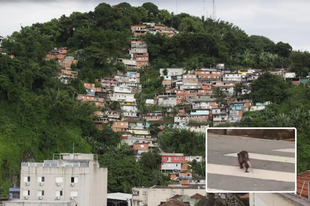 Saruê é flagrado respeitando as regras de trânsito no litoral de SP: 'Olha, ele atravessa na faixa'; VÍDEO