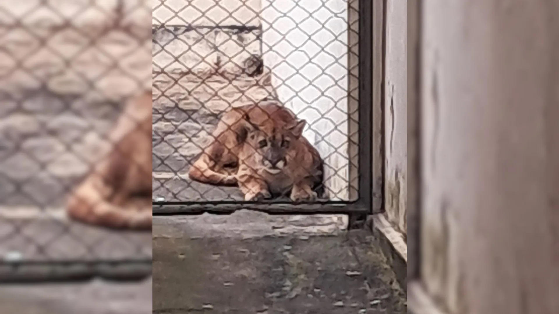 'De volta para casa': onça-parda encontrada em quintal no interior de SP é solta na natureza