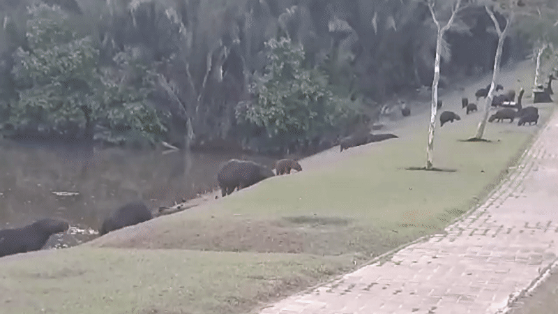 Prefeitura cria grupo para monitorar capivaras em condomínio na zona leste de Teresina