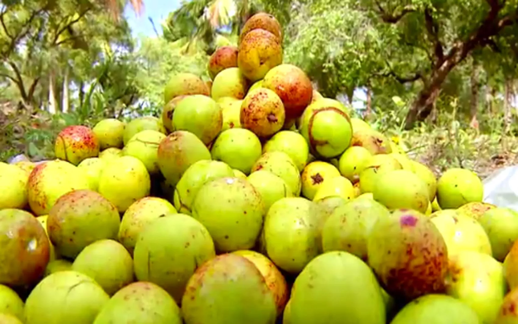 Mangaba e umbu foram frutos mais extraídos do RN em 2025, aponta IBGE
