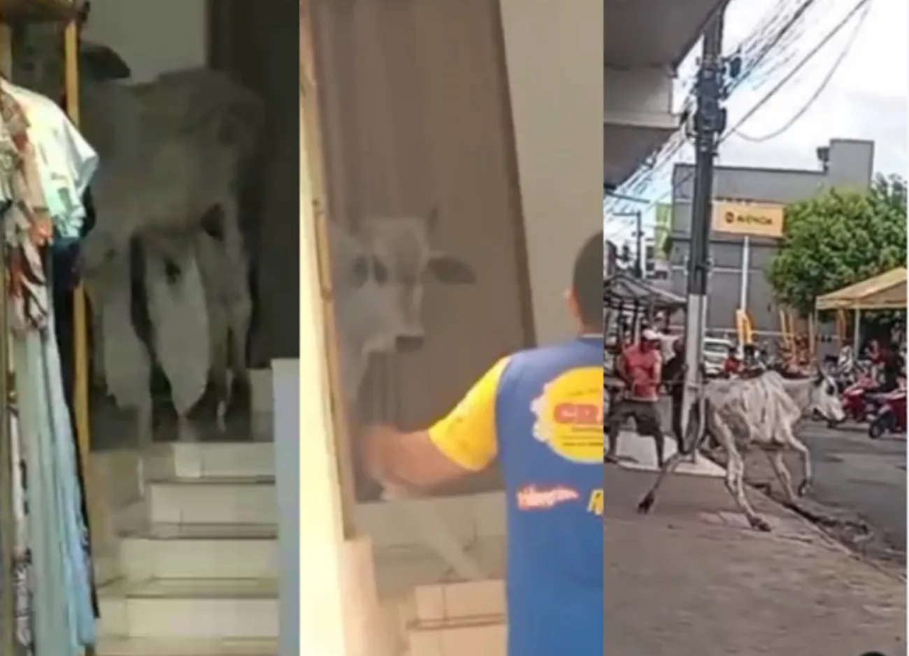 Boi invade loja de roupas e vendedor tenta laçar animal; VÍDEO