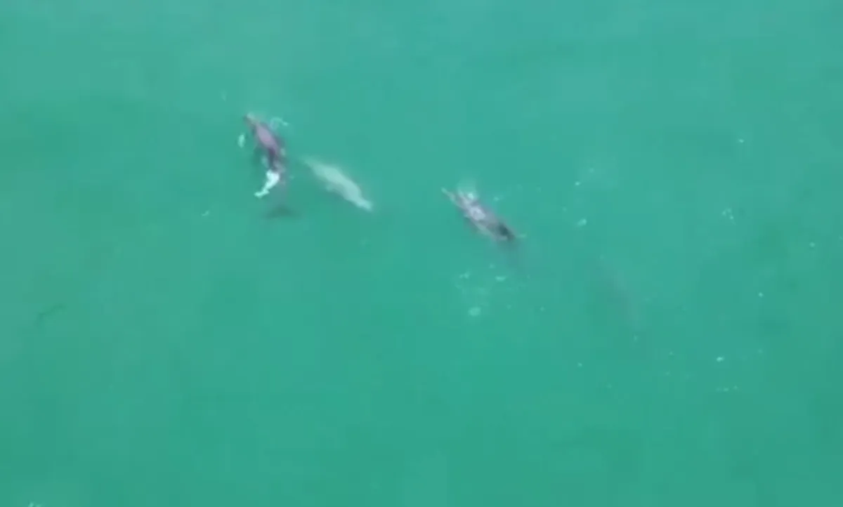 Vídeo mostra golfinhos nadando e caçando em praia no Grande Recife
