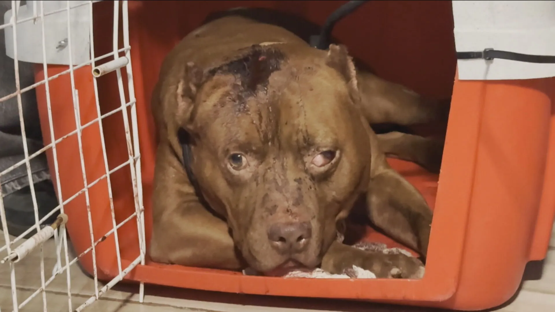 Duas crianças de 3 anos são atacadas por pitbulls no RJ; uma morreu