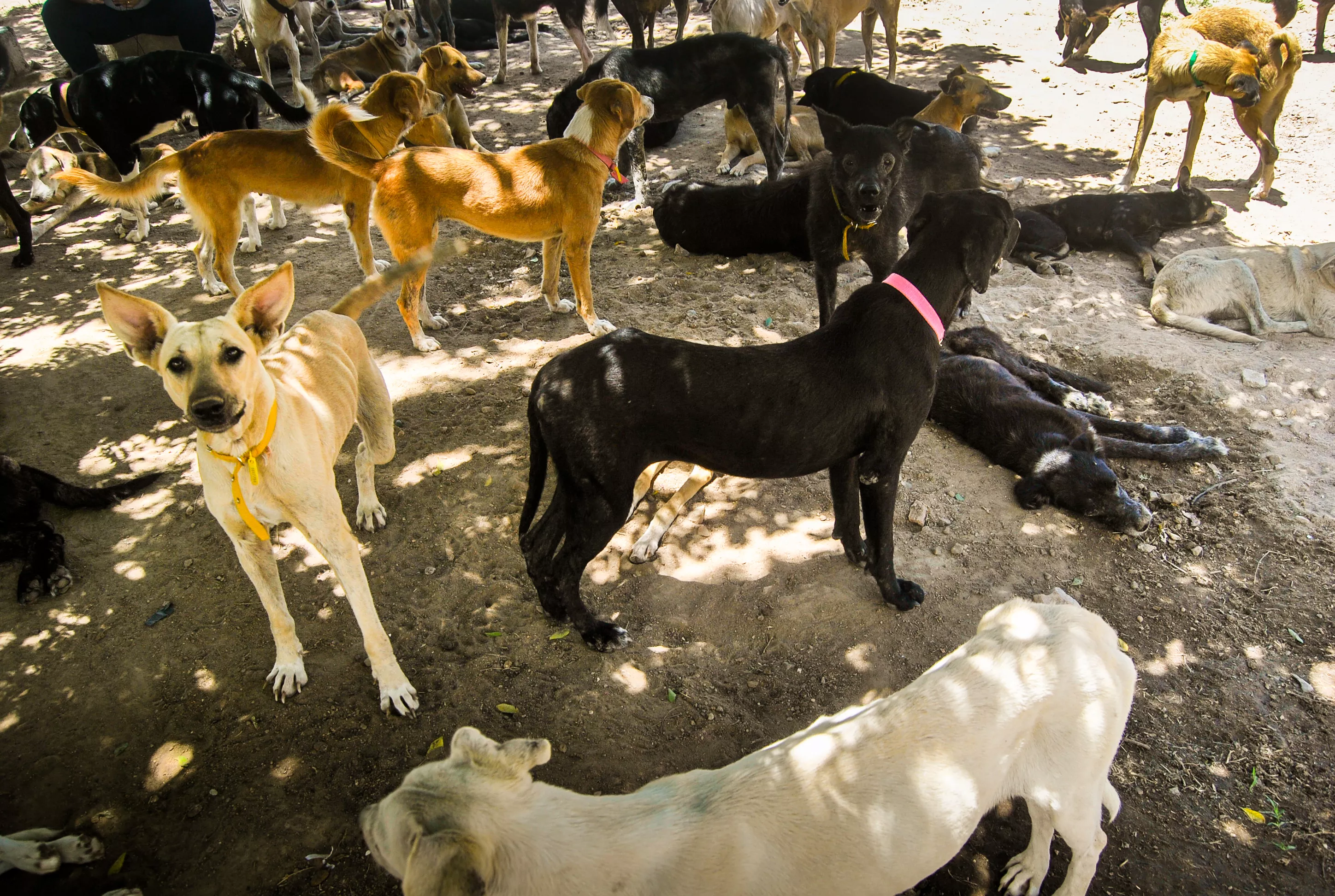 Nova lei prevê multa de até R$ 28,8 mil para quem abandonar animais nas ruas de Poços de Caldas