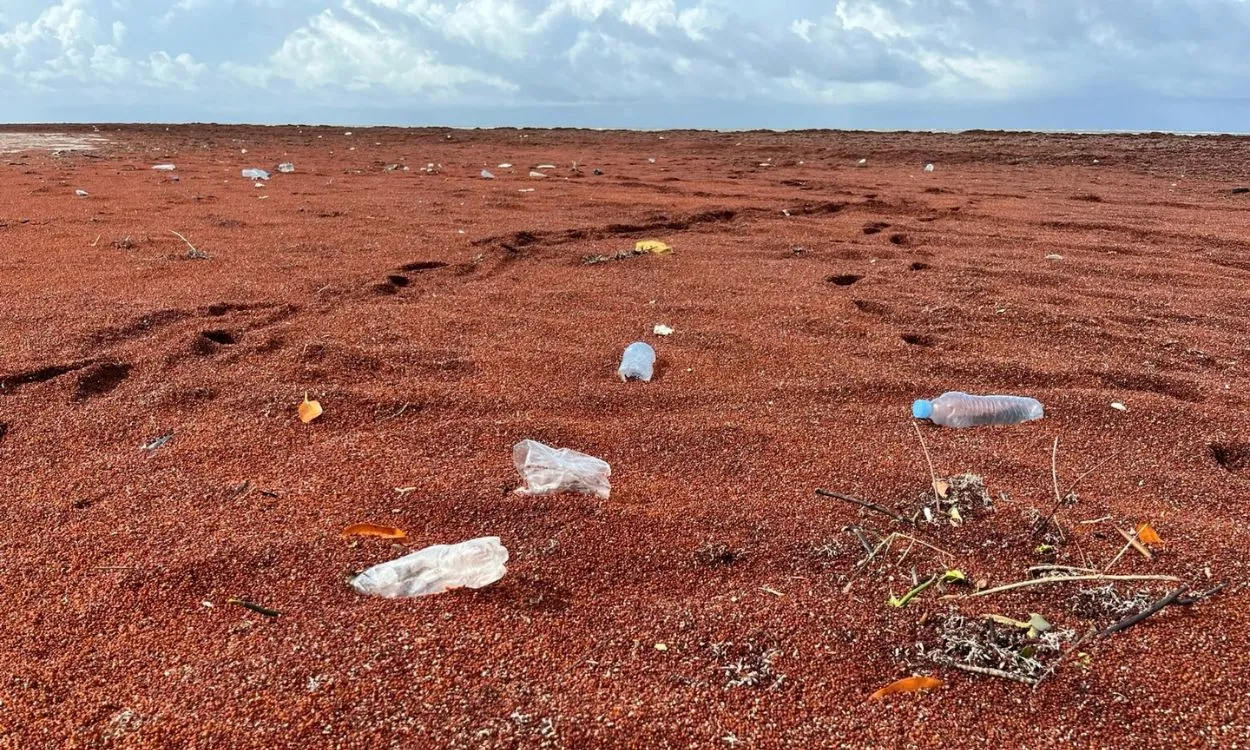 Toneladas de sargaço encalham no Brasil e afetam pesca e turismo, aponta estudo