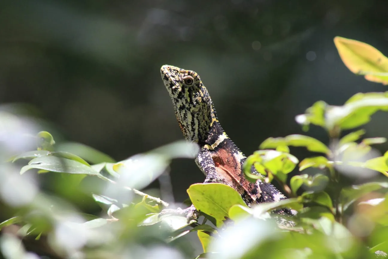 Conheça o lagarto raro ameaçado de extinção descoberto há 20 anos na Chapada Diamantina