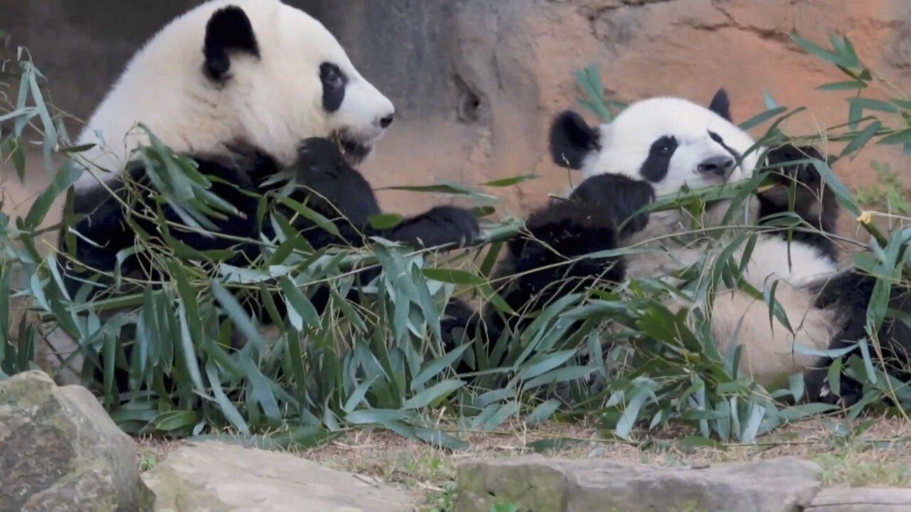 Por que dois pandas entraram na diplomacia de Trump e Xi Jinping?