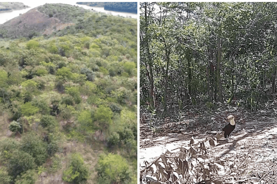 VÍDEO: Área de pasto de gado é transformada em floresta em menos de 10 anos e atrai tucanos e onças no interior de SP
