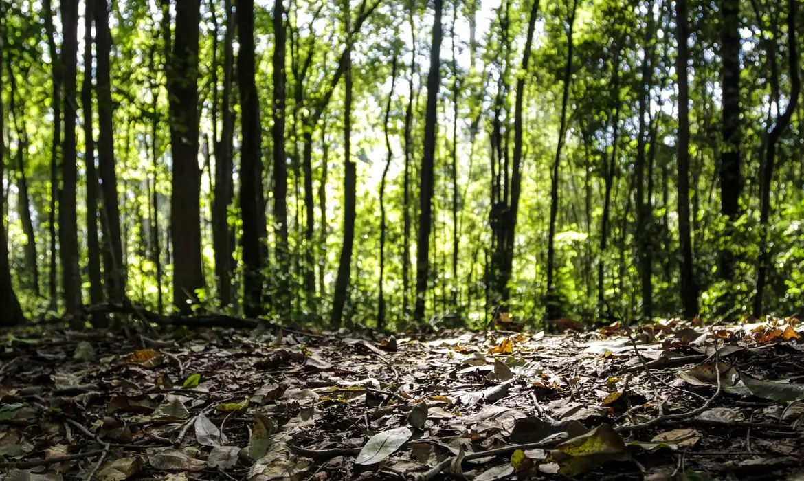 Produção florestal no país alcança recorde de R$ 47,9 bilhões em 2025