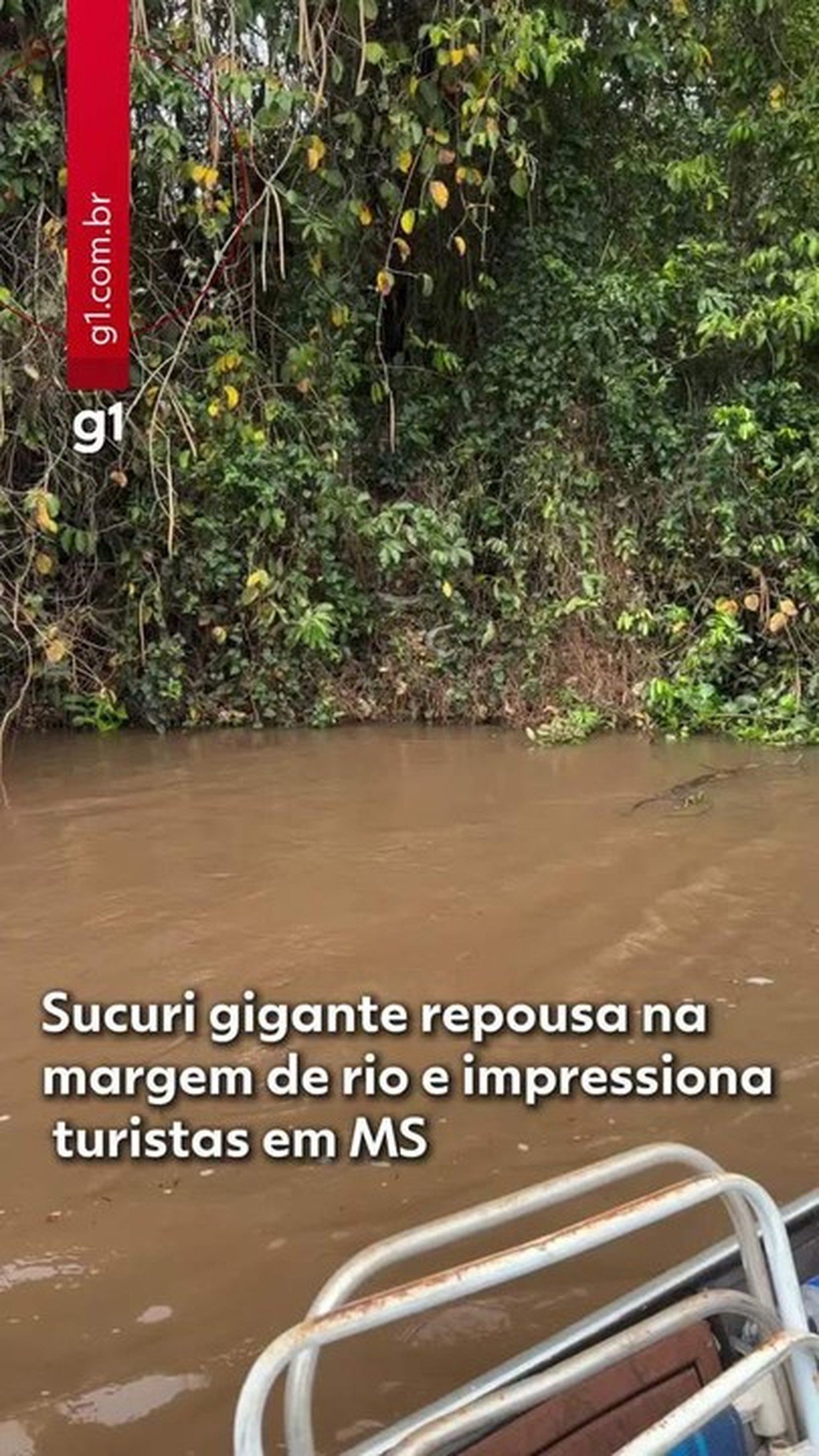Sucuri 'dorminhoca' impressiona turistas e rouba a cena às margens de rio em MS; VÍDEO