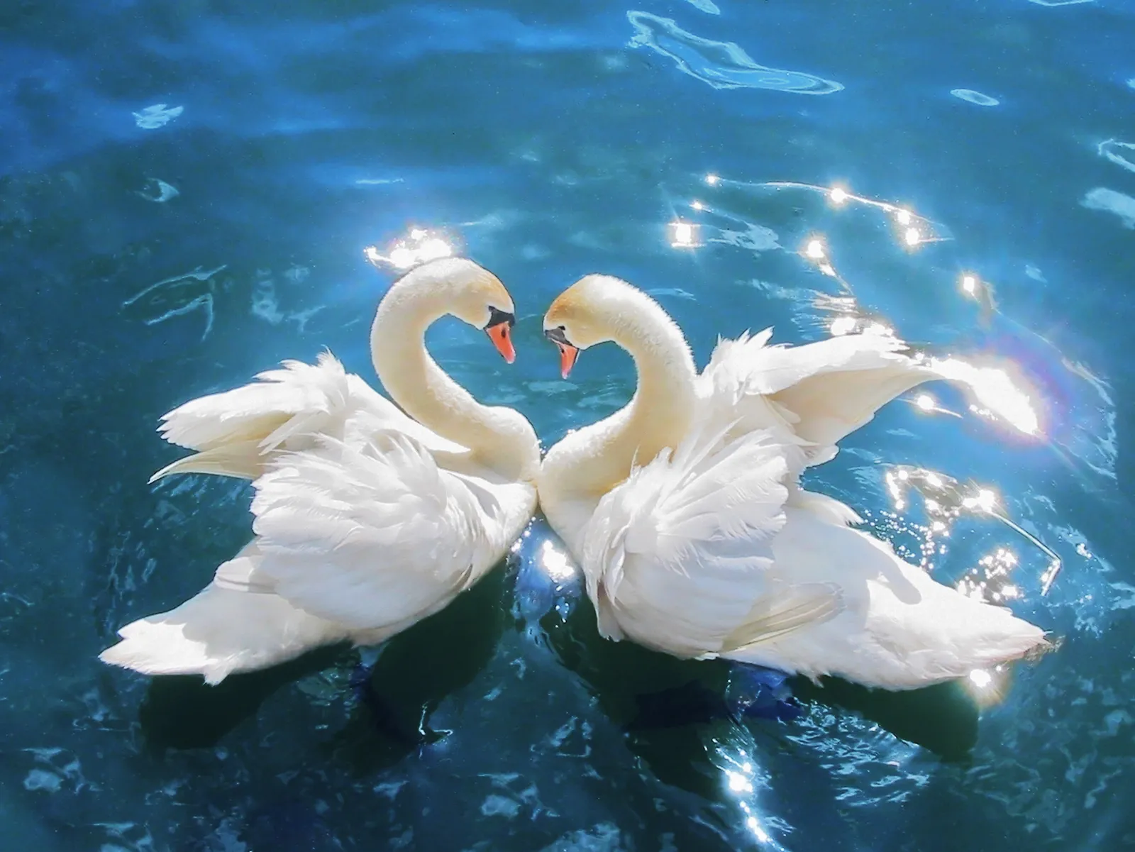 Dança, namoro ou ameaça? Entenda o que os movimentos dos cisnes revelam