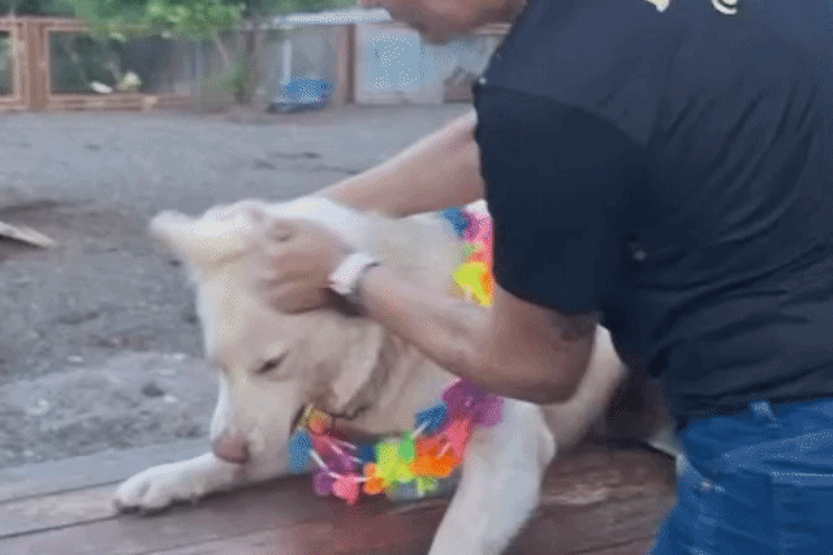 Entenda como dona de hotel para pets virou alvo da polícia após ser filmada batendo em cães 