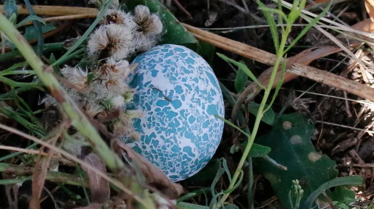 Ovo azul de ave encontrada no Brasil viraliza nas redes sociais e chama a atenção pela beleza