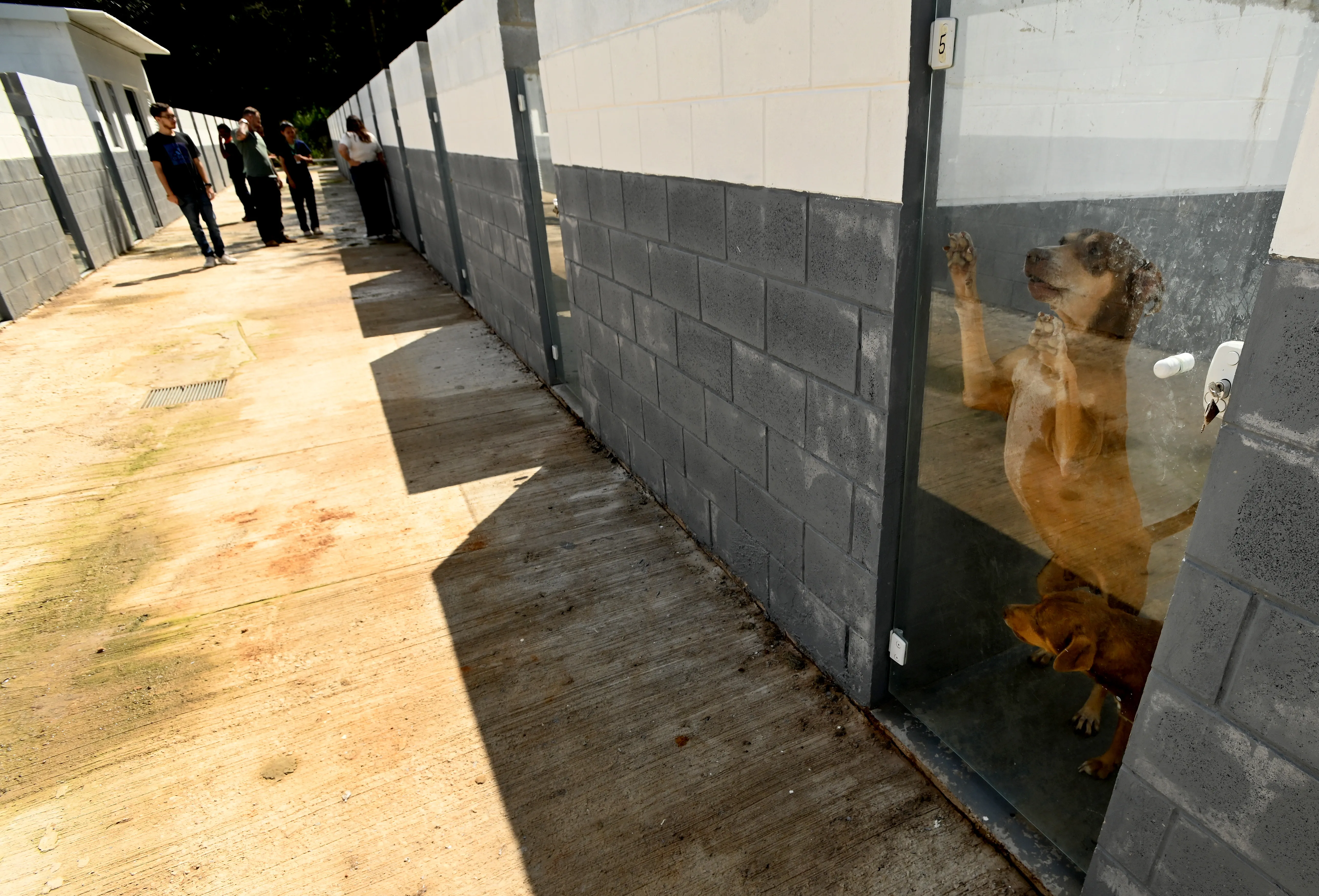Fim de contrato obriga Campinas a buscar novo abrigo para 374 cães mantidos em Mairinque
