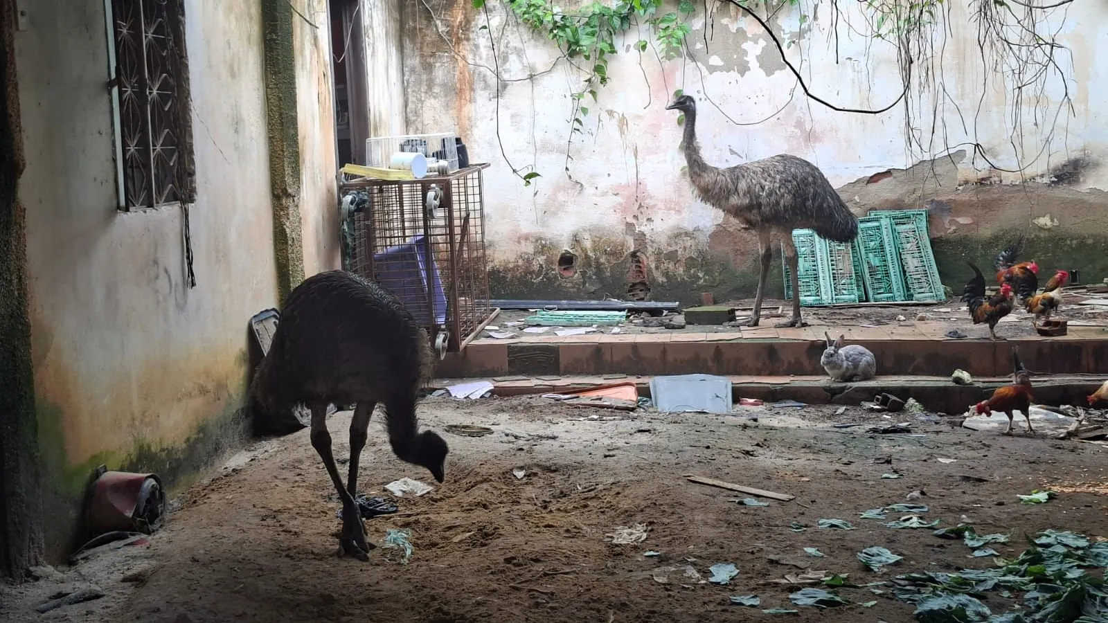 Emu visto correndo em viaduto e outro animal são resgatados e vão para o BioParque; VÍDEO 