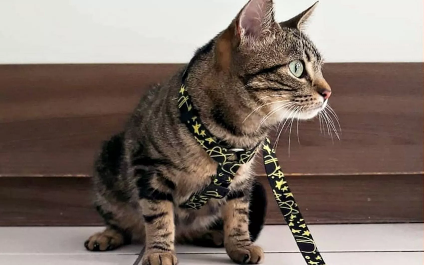 Outubro Rosa PET: Universidade promove atendimento veterinário gratuito para cadelas e gatas na BA